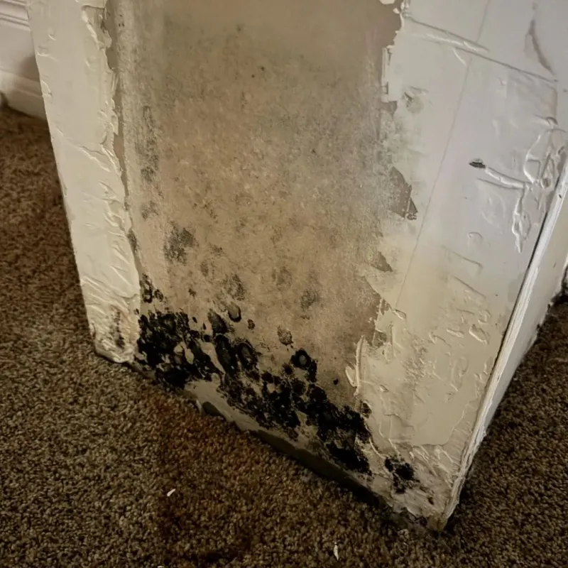 Professional Mold Removal in Halifax County, NC